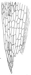 Campylopus pallidus representative growth form, alar cells. Drawn from A.J. Fife 9602, CHR 477581.
 Image: R.C. Wagstaff © Landcare Research 2018 